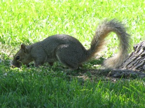 A squirrel in Gibson Park years ago.